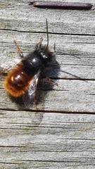 Osmia cornuta