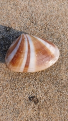 Image of Donax cuneatus