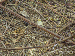 Colotis etrida etrida