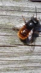 Osmia cornuta