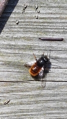 Osmia cornuta