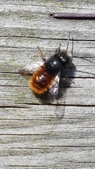 Osmia cornuta