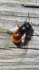 Osmia cornuta