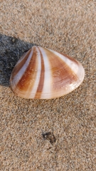 Latona cuneata