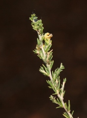 Aspalathus campestris
