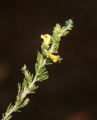 Aspalathus campestris