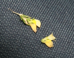 Aspalathus campestris