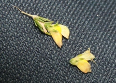 Aspalathus campestris