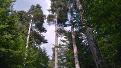 Pinus nigra laricio