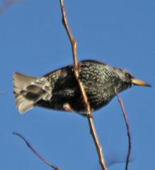 Sturnus vulgaris