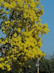 Roseodendron donnell-smithii