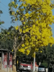 Roseodendron donnell-smithii