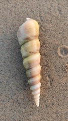 Turritella