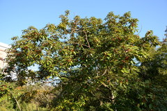Neolitsea sericea
