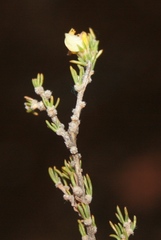 Aspalathus campestris