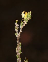 Aspalathus campestris