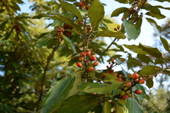 Neolitsea sericea