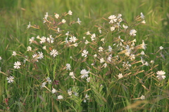 Silene nutans