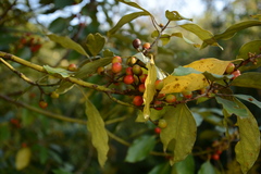 Neolitsea sericea