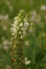 Pedicularis abrotanifolia