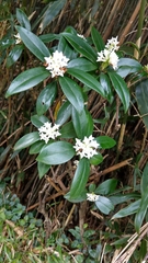 Daphne kiusiana