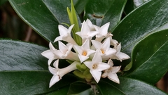 Daphne kiusiana
