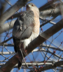 Accipiter cooperii