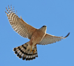Accipiter cooperii
