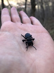 Meloidae