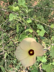 Hibiscus schinzii