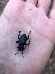 Meloidae