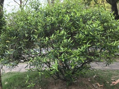 Magnoliopsida