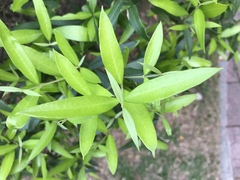 Magnoliopsida