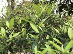 Magnoliopsida