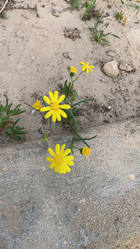 Buck's horn groundsel
