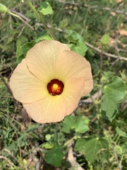 Hibiscus schinzii