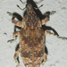 Neocleonus - Photo (c) Botswanabugs, some rights reserved (CC BY-NC), uploaded by Botswanabugs