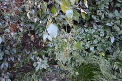 Paederia foetida