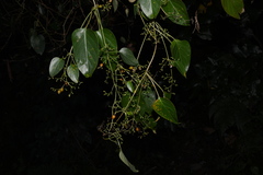 Paederia foetida