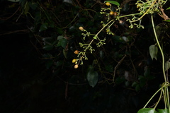 Paederia foetida
