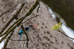 Halcyon senegalensis