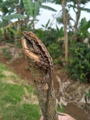 Anolis tropidonotus