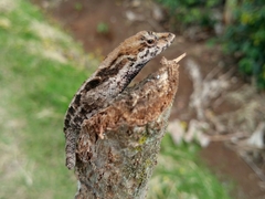 Anolis tropidonotus