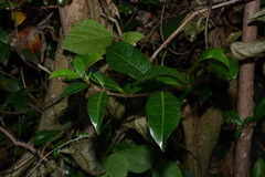 Trachelospermum