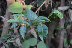 Trachelospermum