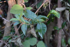 Trachelospermum