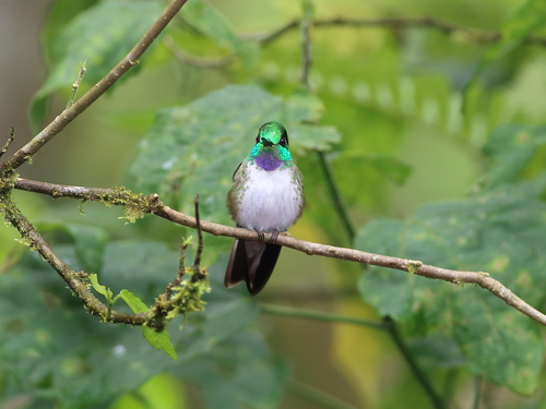 Lampornis hemileucus