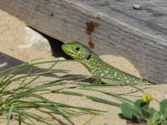 Timon lepidus lepidus