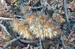 Tribolium hispidum