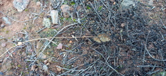 Tribolium hispidum